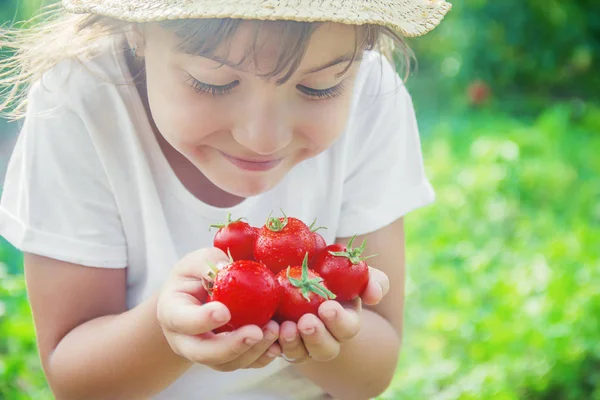 Child Collects Harvest Homemade Tomatoes Selective Focus Nature — Stock Photo, Image