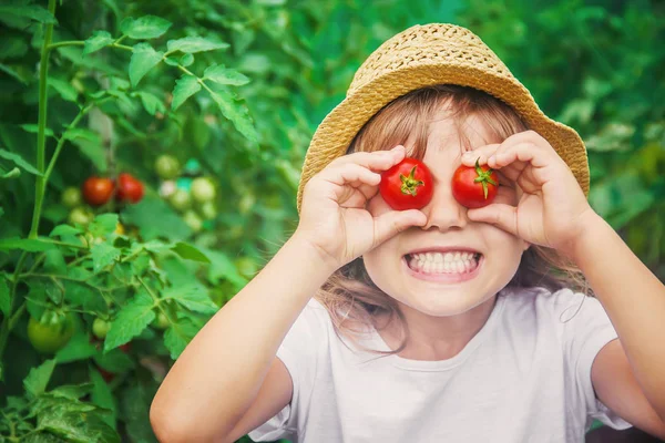 Kind Verzamelt Een Oogst Van Zelfgemaakte Tomaten Selectieve Focus Aard — Stockfoto