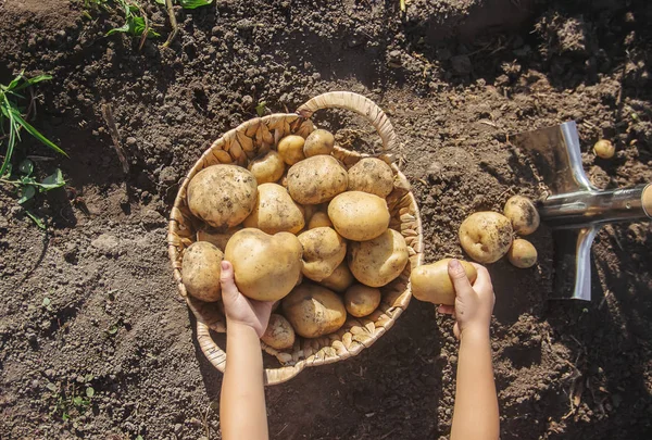 Βιολογικά Σπιτικά Λαχανικά Συγκομιδή Πατάτες Επιλεκτική Εστίαση Φύση — Φωτογραφία Αρχείου