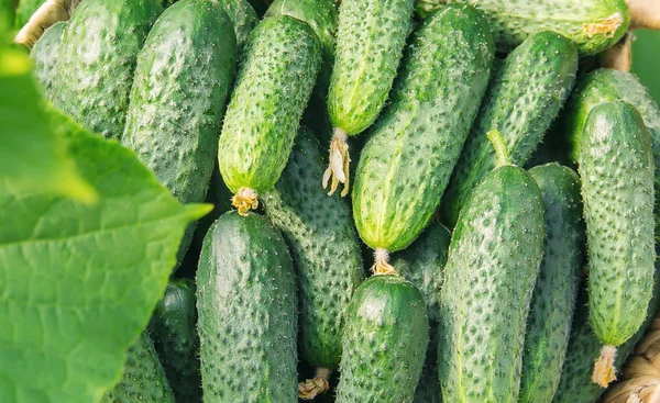 Cultivo Pepino Caseiro Colheita Foco Seletivo Alimentos — Fotografia de Stock