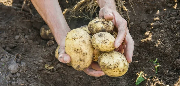 Sayuran Organik Buatan Sendiri Tangan Kentang Laki Laki Makanan — Stok Foto