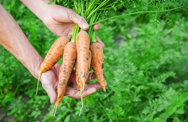 Organic Homemade Vegetables Hands Men Food — Stock Photo, Image