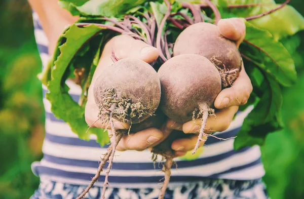 Vegetais Caseiros Orgânicos Nas Mãos Dos Homens Alimentos — Fotografia de Stock