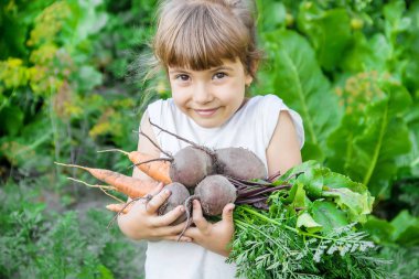 Ev yapımı organik sebzeler, havuç ve pancar hasat. Doğa.