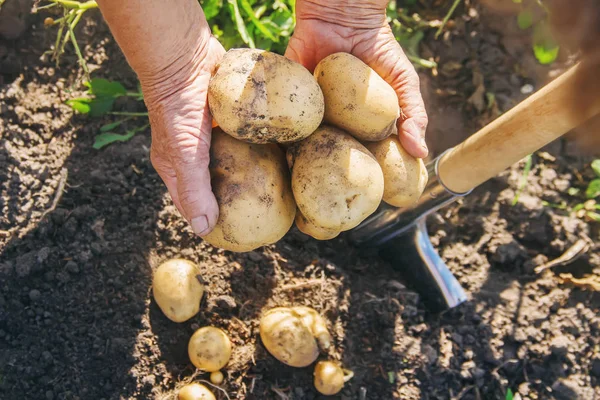 Органические Домашние Овощи Собирают Картошку Выборочный Фокус Природа — стоковое фото