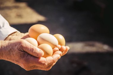 Yerli tavuk yumurtası elinde. Seçici odak. çiftlik