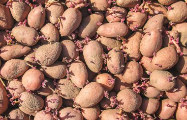 patates dikim. Bahçe. seçici odak organik gıda doğa