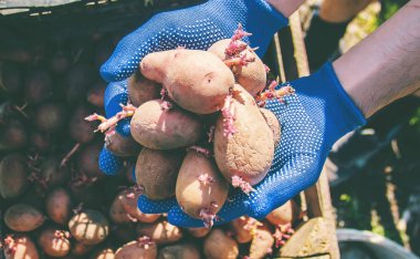 patates dikim. Bahçe. seçici odak organik gıda doğa