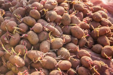 patates dikim. Bahçe. seçici odak organik gıda doğa