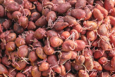 patates dikim. Bahçe. seçici odak organik gıda doğa