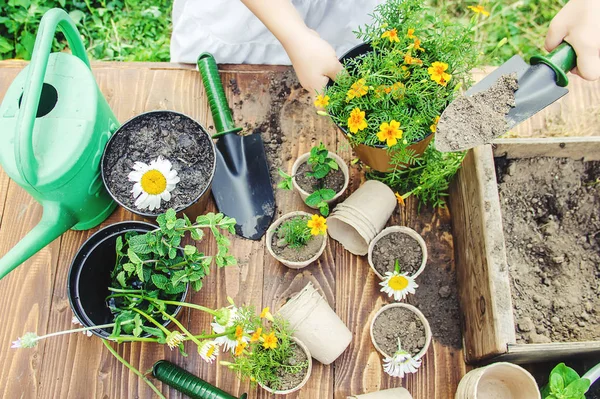 Una Niña Está Plantando Flores Joven Jardinero Enfoque Selectivo Naturaleza — Foto de Stock