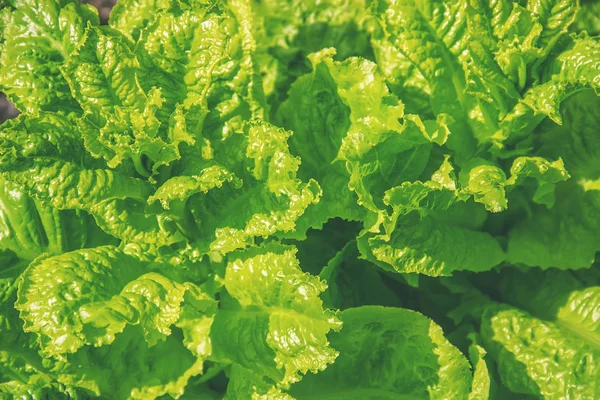 Homemade organic salad grows in the garden. Selective focus. nature.