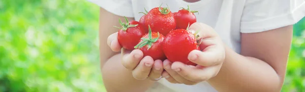 Παιδί Συλλέγει Μια Συγκομιδή Από Σπιτικές Ντομάτες Επιλεκτική Εστίαση Φύση — Φωτογραφία Αρχείου