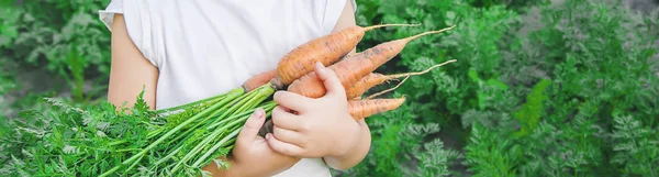 organic homemade vegetables harvest carrots and beets. nature.