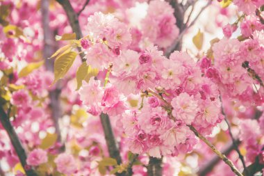 Sakura Botanik bahçesinde çiçeklenme. seçici odak. doğa.