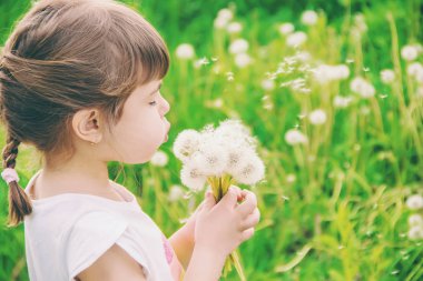 Dandelions hava üfleme kız. seçici odak.