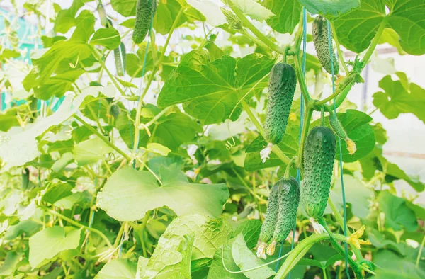 Homemade Cucumber Cultivation Harvest Selective Focus Nature — Stock Photo, Image