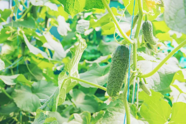 Hausgemachter Gurkenanbau Und Ernte Selektiver Fokus Natur — Stockfoto