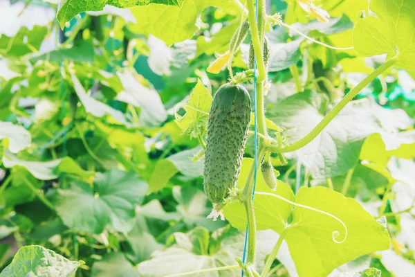 Homemade Cucumber Cultivation Harvest Selective Focus Nature — Stock Photo, Image