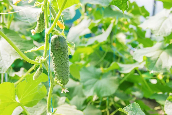 Homemade Cucumber Cultivation Harvest Selective Focus Nature — Stock Photo, Image