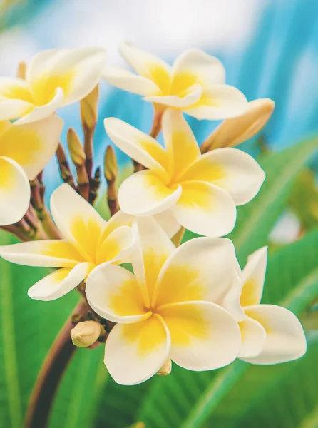 Plumeria Çiçekleri Gökyüzüne Karşı Çiçek Açıyor Seçici Odaklanma Doğa — Stok fotoğraf