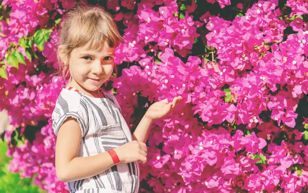 Foto Con Cespuglio Fiori Egitto Concentrazione Selettiva Natura — Foto Stock