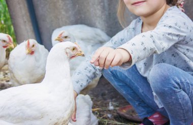 Bio tavuk bir ev bir çocuk çiftlik. doğa.
