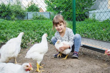 Bio tavuk bir ev bir çocuk çiftlik. doğa.