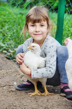 Bio tavuk bir ev bir çocuk çiftlik. doğa.