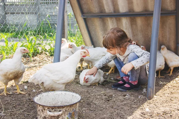 Bio Hühner Auf Einem Heimischen Bauernhof Ein Kind Natur — Stockfoto