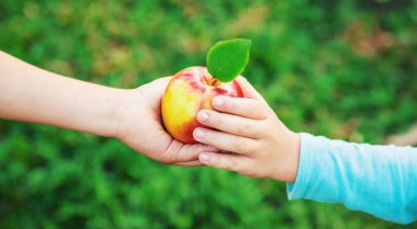 Çocuk bir elma. Seçici odak. Bahçe.