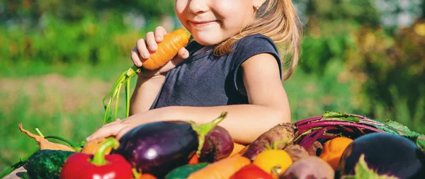 Niños y verduras en la granja. Enfoque selectivo . — Foto de Stock