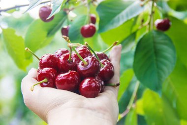 Çocuk bahçede kiraz topluyor. Seçici odak.