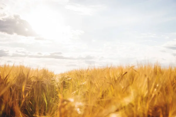 Campo di grano con spighe mature di grano. Focus selettivo . — Foto Stock