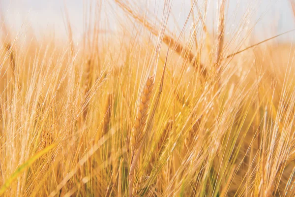 Campo de trigo con espiguillas maduras de trigo. Enfoque selectivo . —  Fotos de Stock
