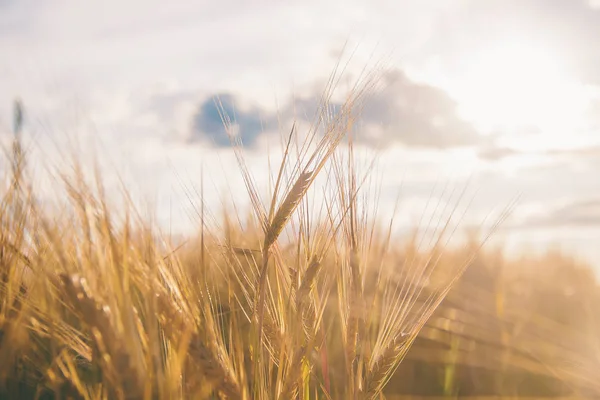 Campo di grano con spighe mature di grano. Focus selettivo . — Foto Stock