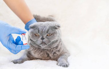 Kedilerin aşı. Veteriner ilaçları seçici odak.