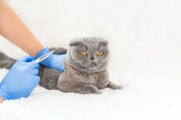 Vaccination des chats. Médecine vétérinaire Concentration sélective . — Photo