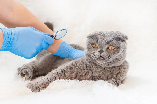 Traitement d'un chat, un phonendoscope dans les mains d'un médecin. focus sélectif . — Photo