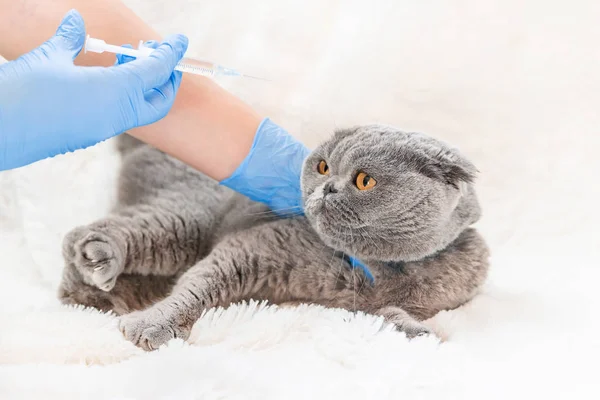 Vaccination des chats. Médecine vétérinaire Concentration sélective . — Photo