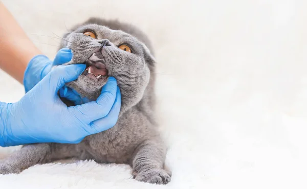 Docteur regarde la bouche du chat. médecine vétérinaire. focus sélectif . — Photo