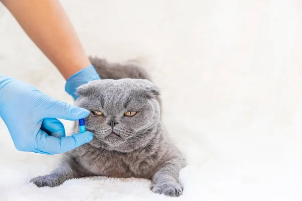 Tratamento de pílulas de gato. medicina veterinária. foco seletivo . — Fotografia de Stock