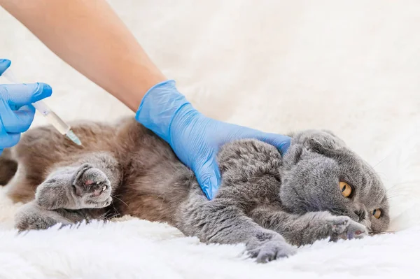 Vaccination des chats. Médecine vétérinaire Concentration sélective . — Photo