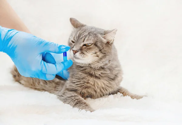 Traitement des pilules pour chats. médecine vétérinaire. focus sélectif . — Photo