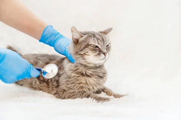Traitement d'un chat, un phonendoscope dans les mains d'un médecin. focus sélectif . — Photo