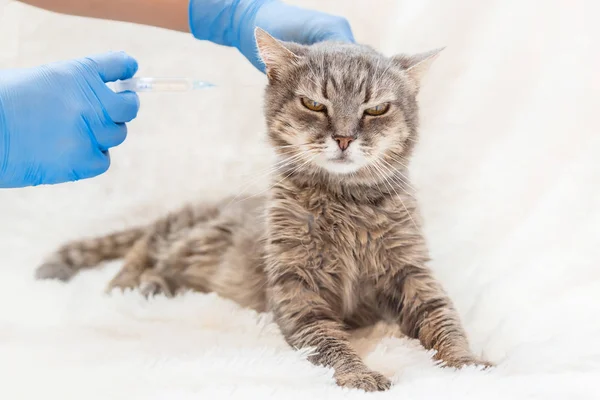 Vaccination of cats. Veterinary Medicine Selective focus.