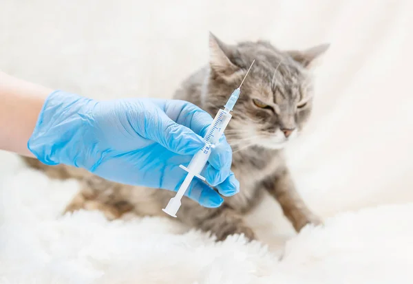 Vaccination of cats. Veterinary Medicine Selective focus.