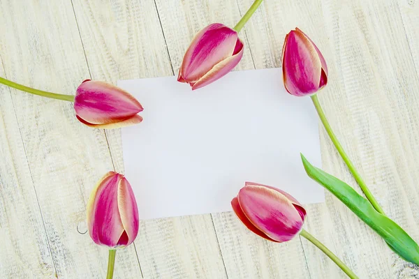Вітання і тюльпани на світлому тлі. вибірковий фокус . — стокове фото