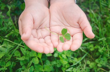 Yonca yaprağı. Mutlu Sevgililer günü. Seçici odak.