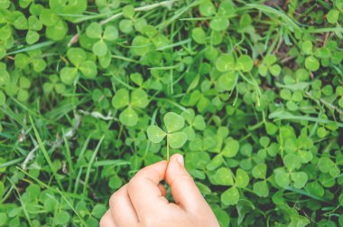 Yonca yaprağı. Mutlu Sevgililer günü. Seçici odak.